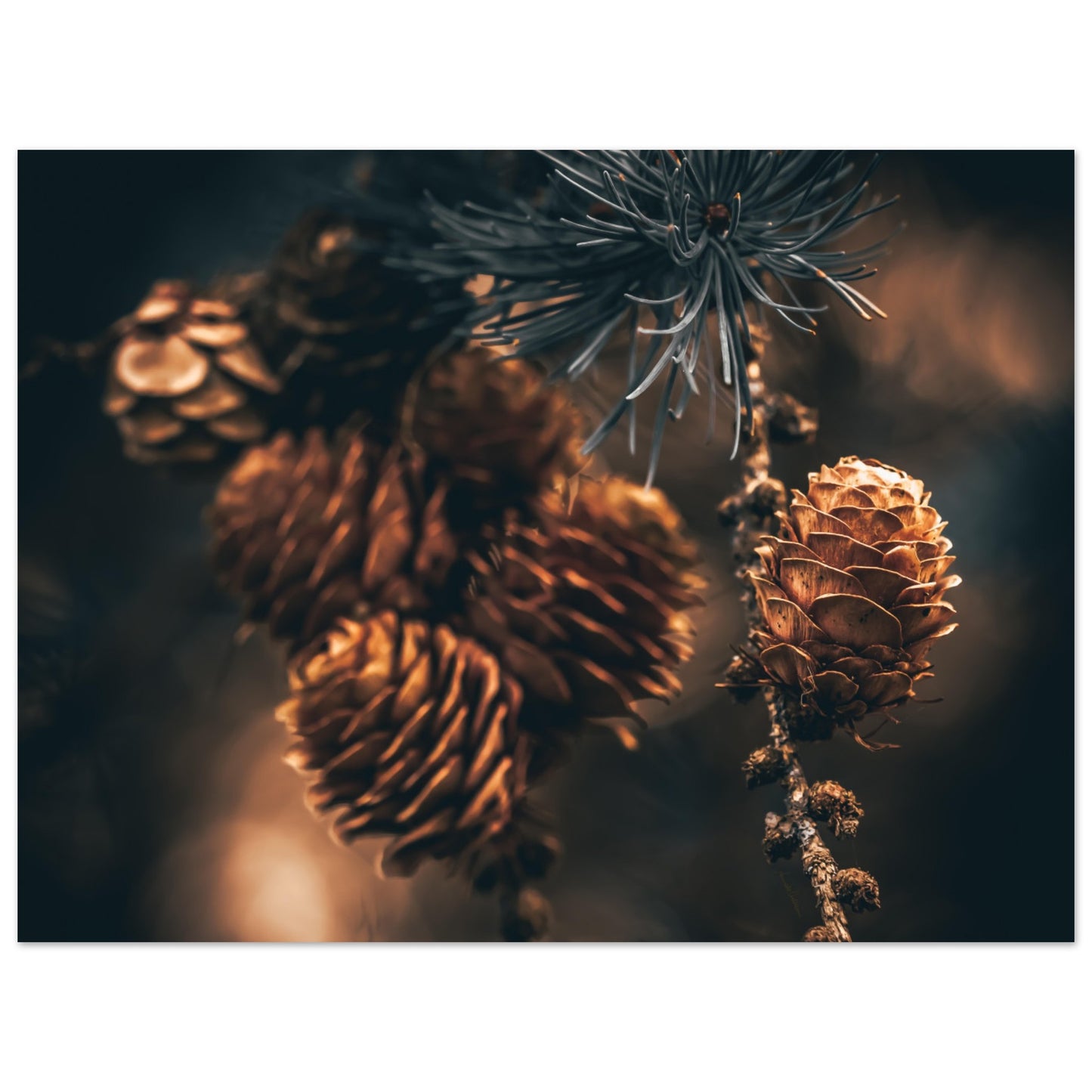 Wonders - liggende format