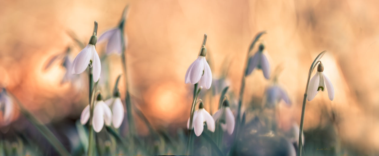 Vårstemning II - Hvitt emaljekrus