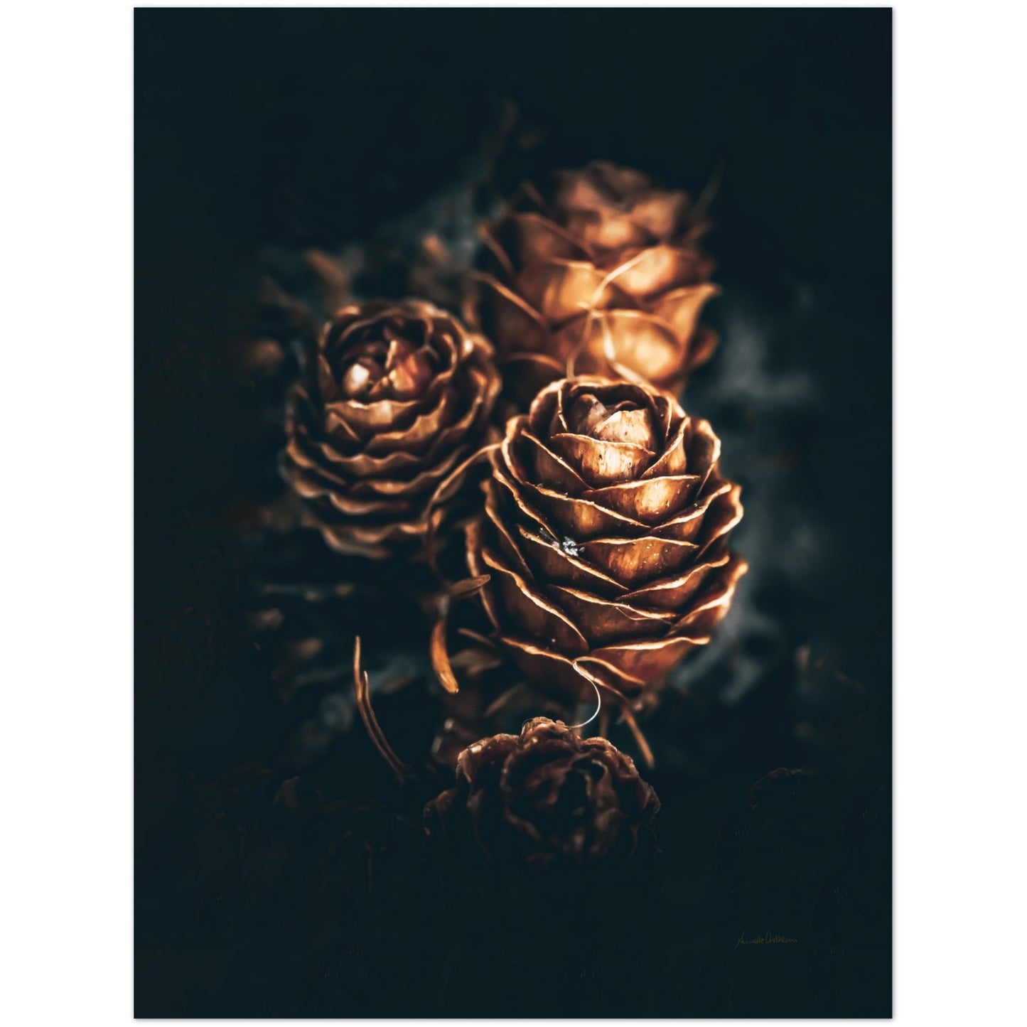 Pinecone Love