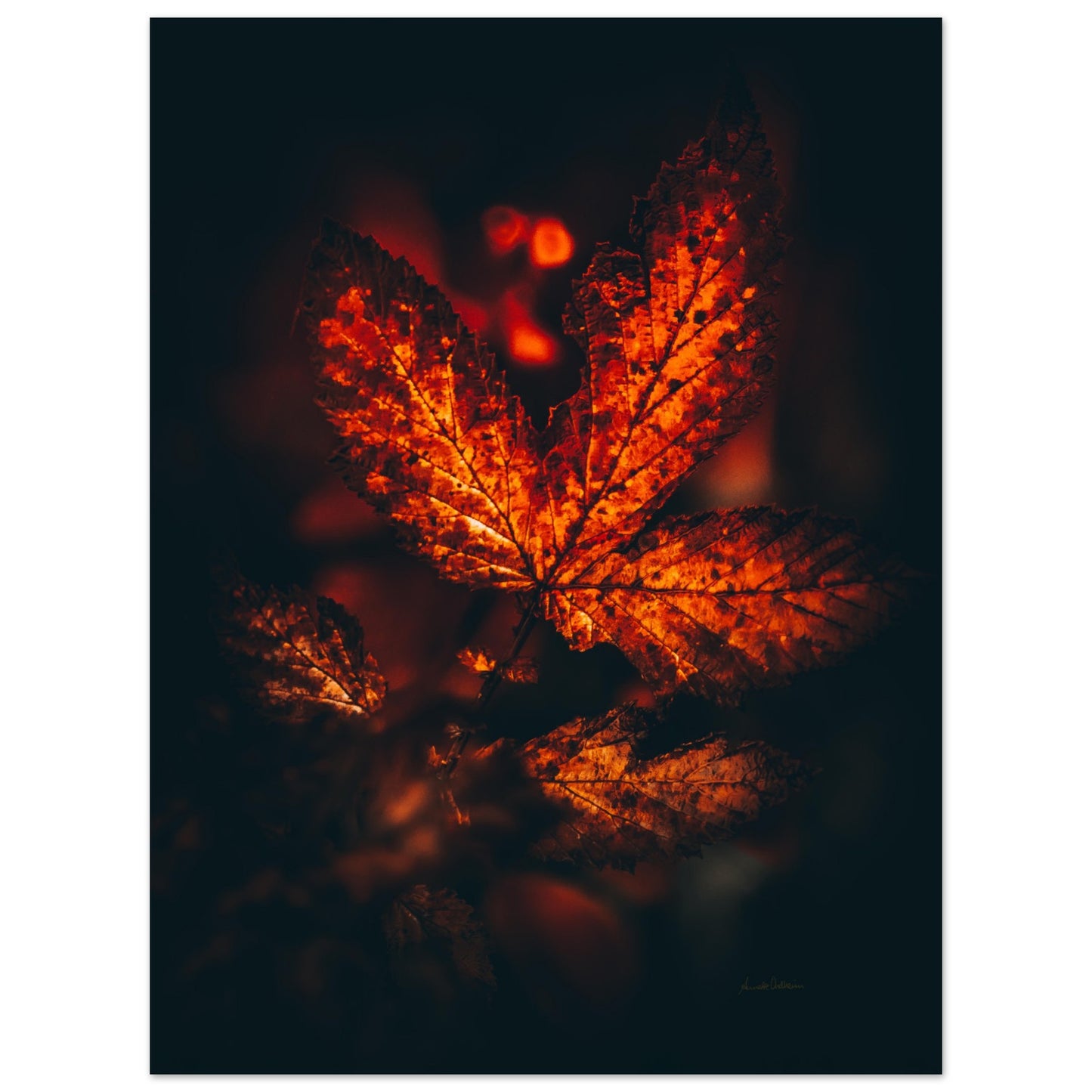 Fiery leaf