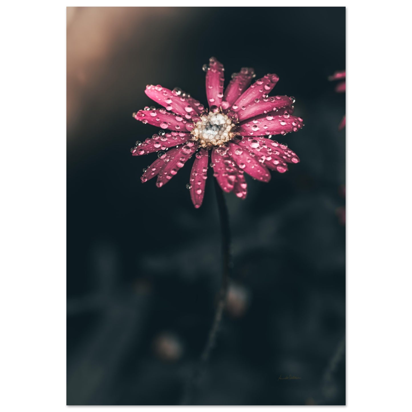 d631f27f-201e-4188-9b09-739d08c7e577