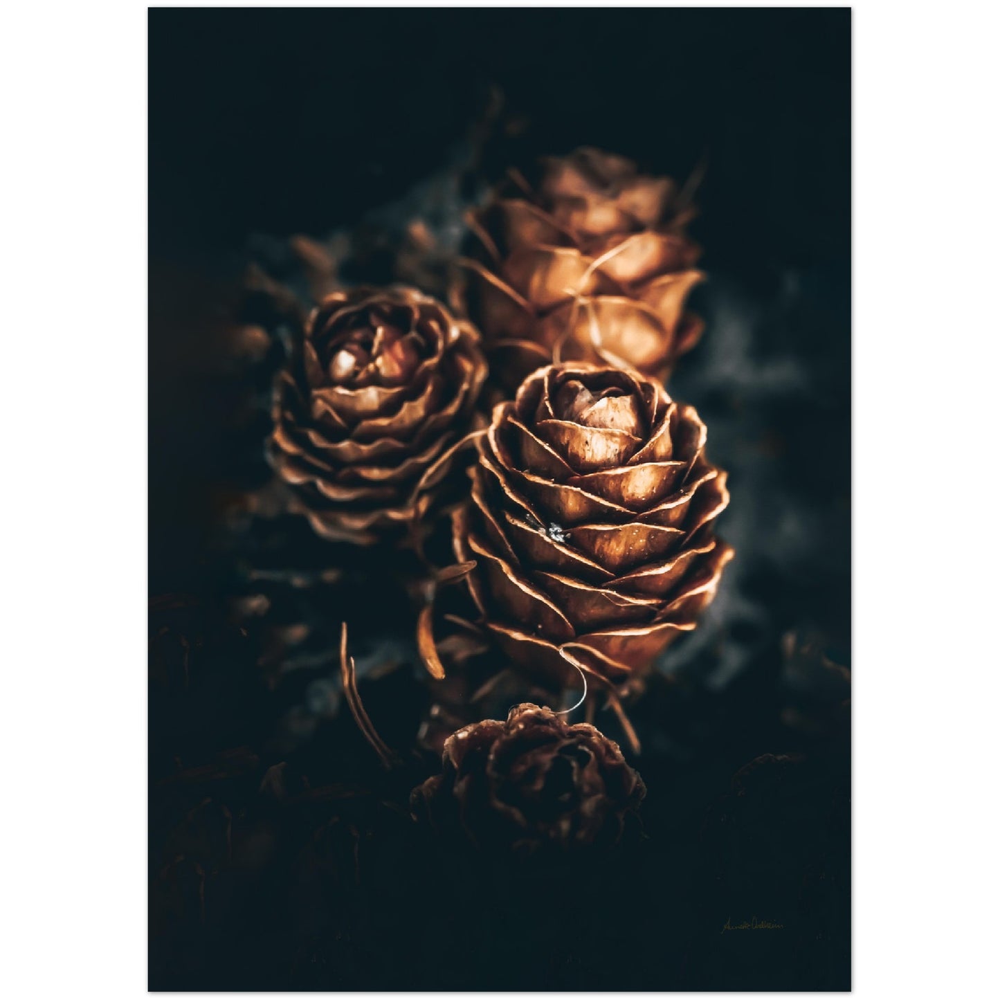 Pinecone love