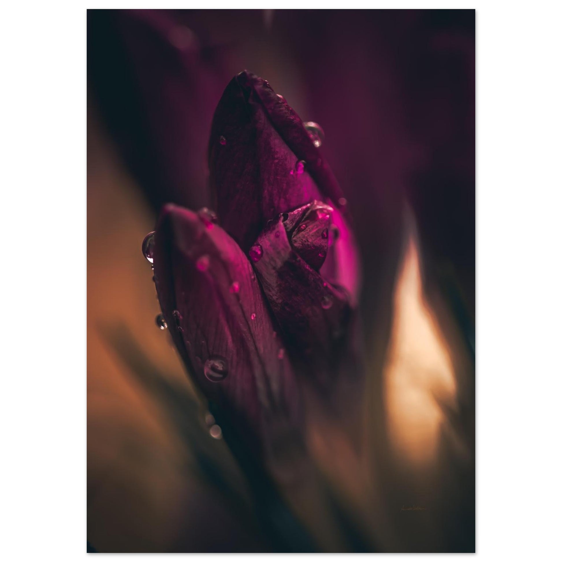 b5c64790-92e5-44b8-98f2-23457edd1c24