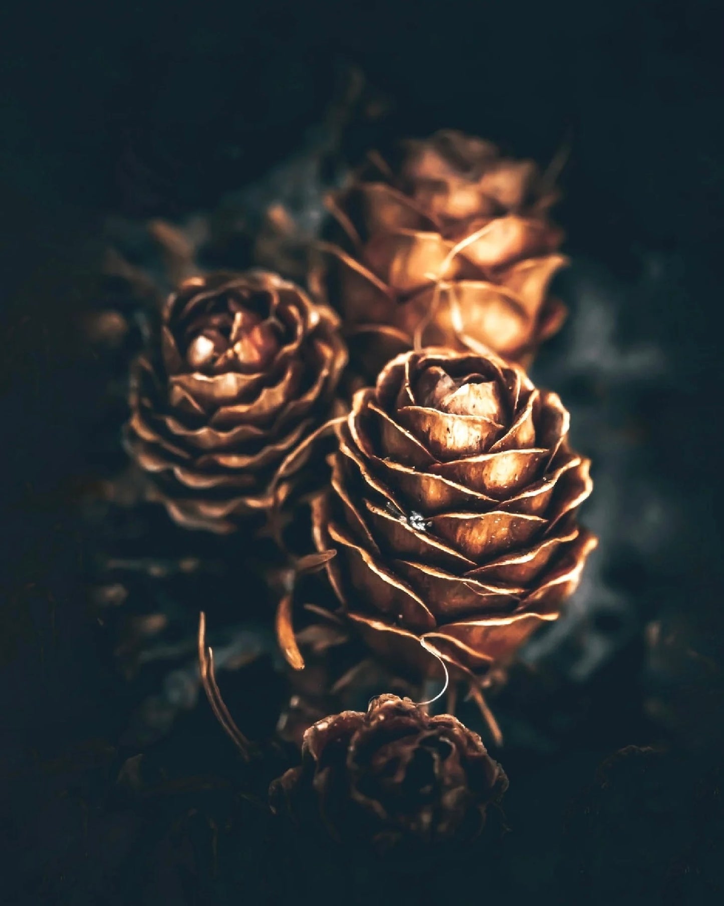 Pinecone Love