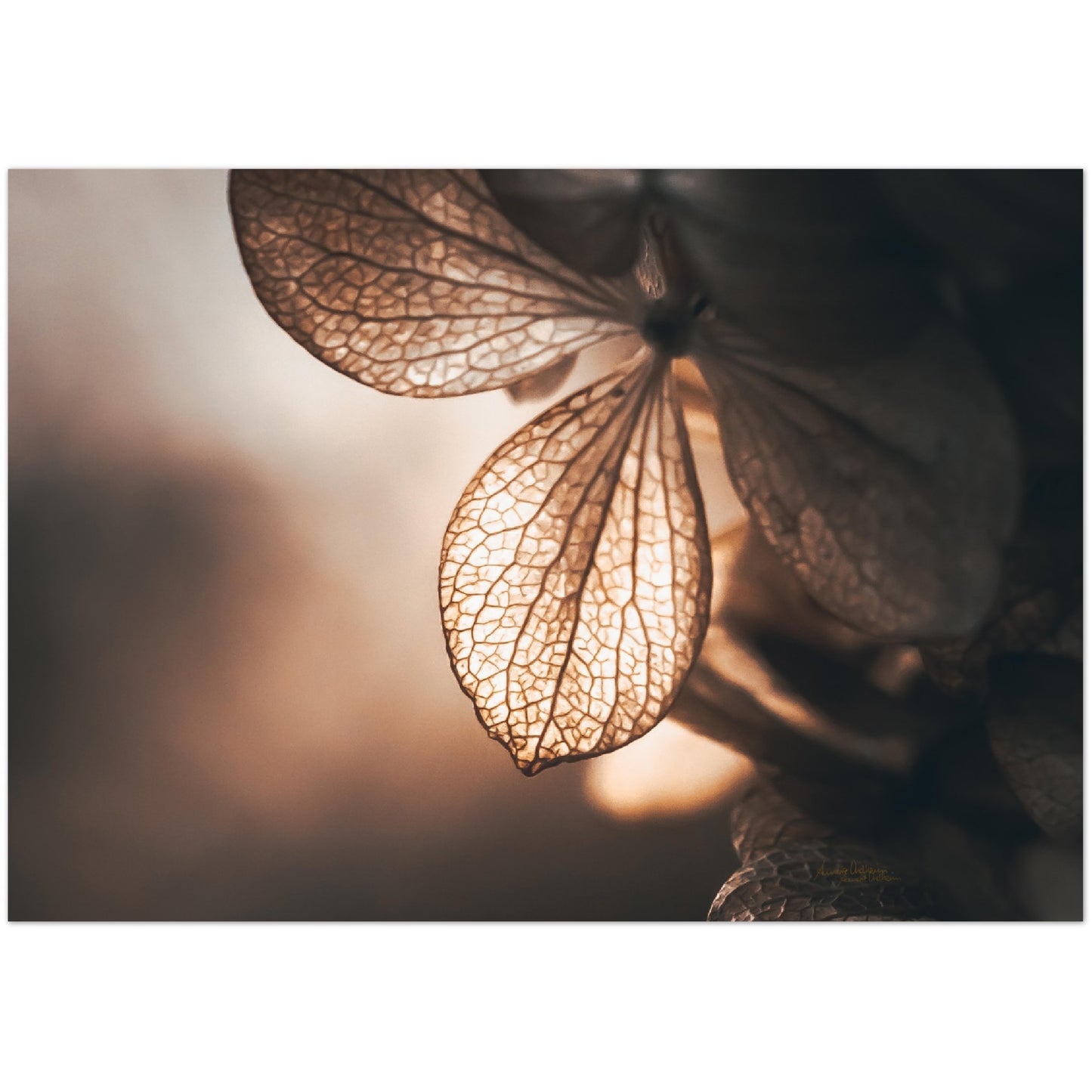 Golden leaf - liggende format