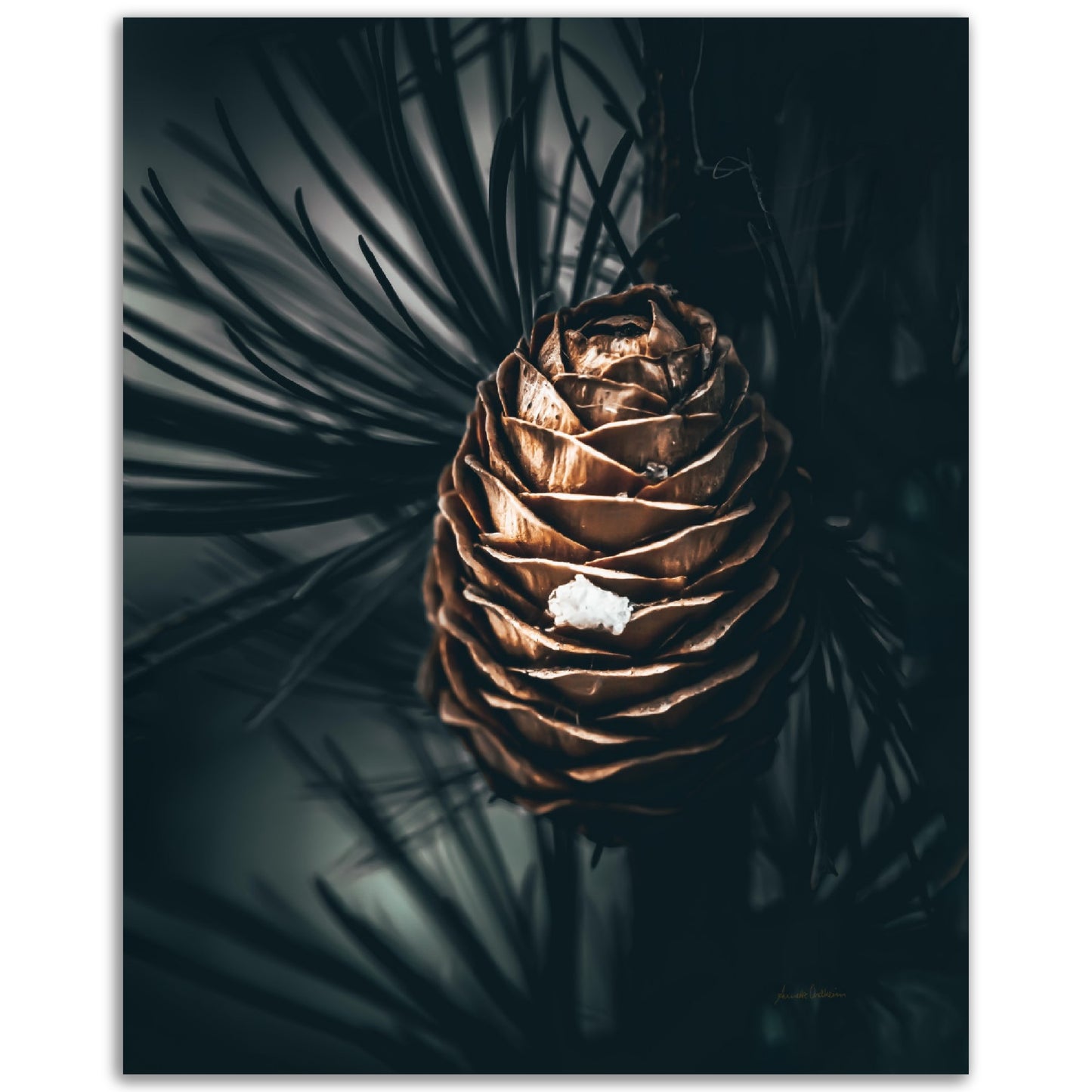 Pinecone warmth