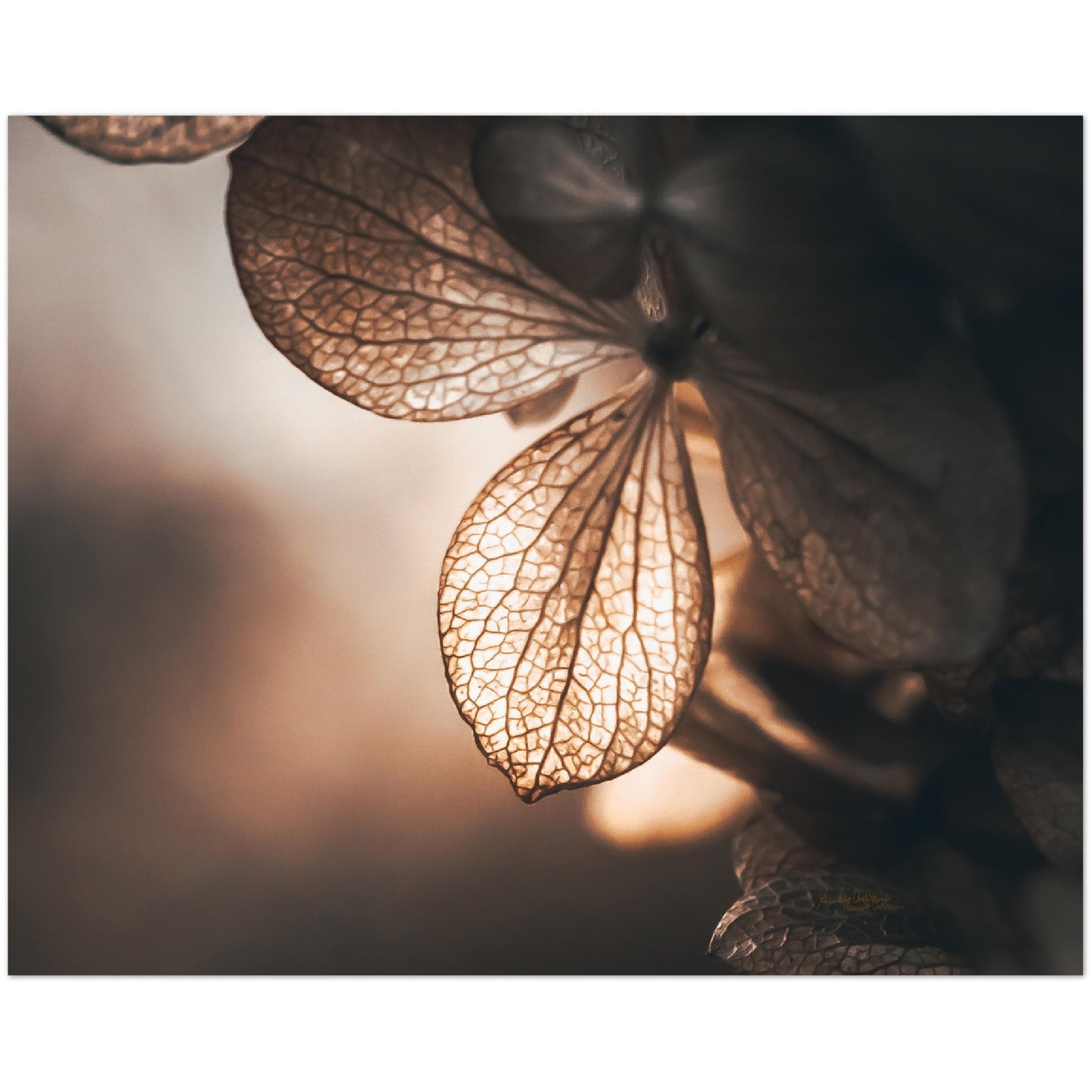 Golden leaf - liggende format