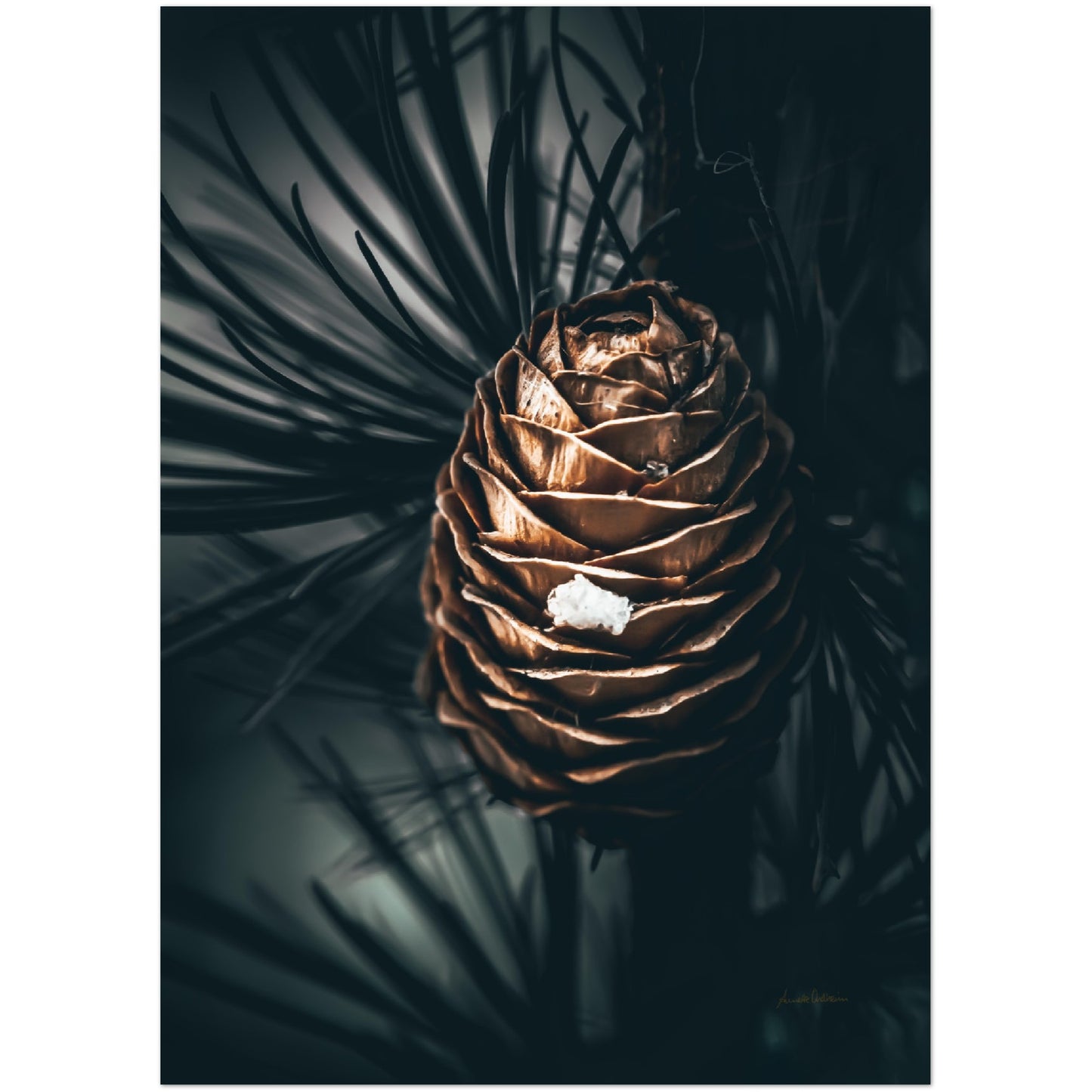 Pinecone warmth