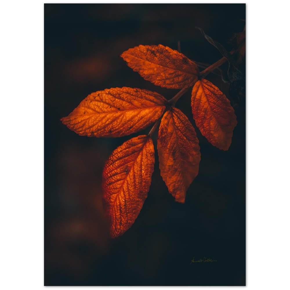 Autumn leaf